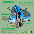 Bigalı EVOO Organik Zeytinyağı